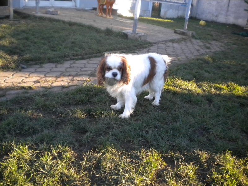 Calypso (mâle cavalier king charles) réservé Sos_0012