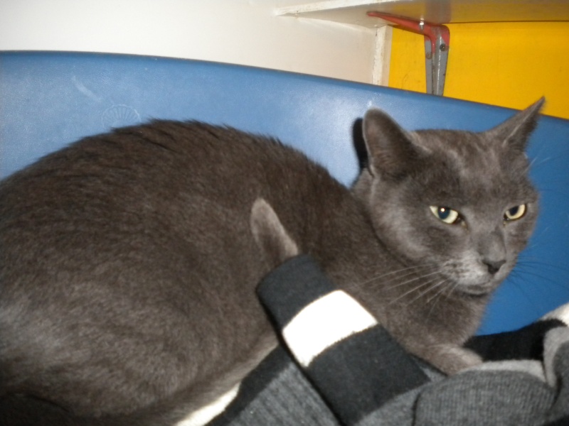 BILLY BOY (mâle x chartreux castré) Sos_0111