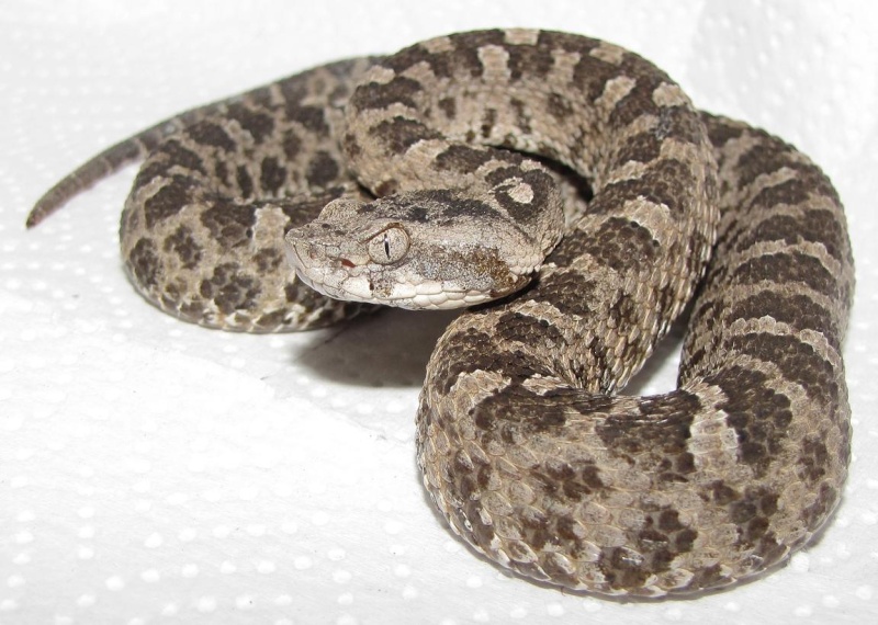 Desert Lancehead (Bothrops pictus) Pictus11