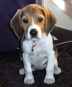 il mio cane: beagle Beagle11