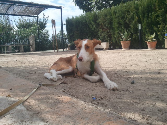 LIMON - podenco 2 ans - Asso Galgos France (Espagne) Lenon_14