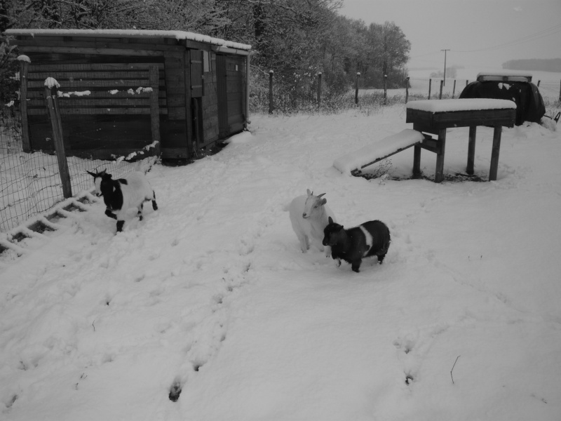Dans la neige, en noir et blanc One_0010