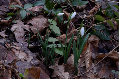 Les perce-neige sont sortis Pn0110