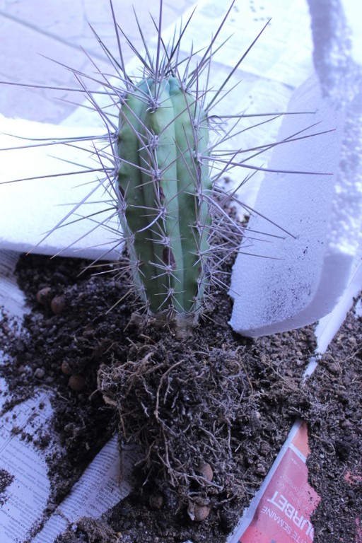 Aujourdui c'est rempotage de mes cactus! :) Img_0819