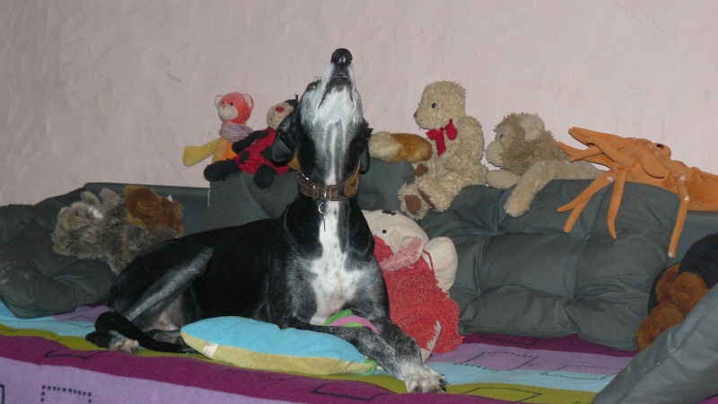Florence Squelette de Merida à l'adoption Scooby France Adoptée - Page 6 00410