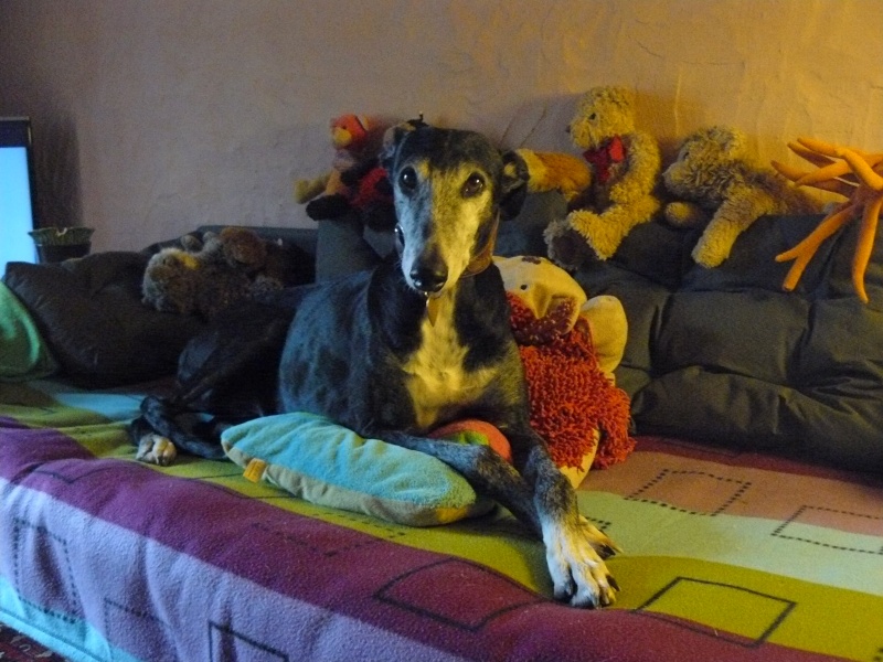 Florence Squelette de Merida à l'adoption Scooby France Adoptée - Page 6 03010