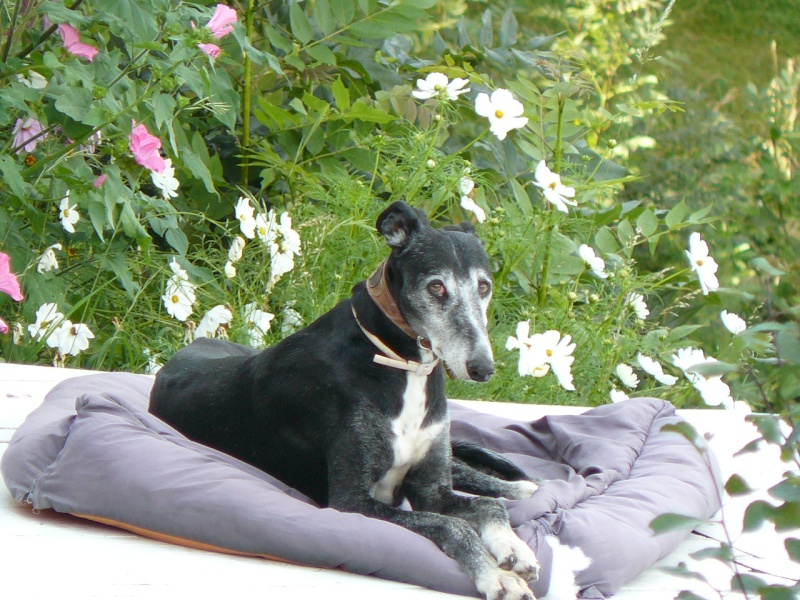 Florence Squelette de Merida à l'adoption Scooby France Adoptée - Page 6 08711