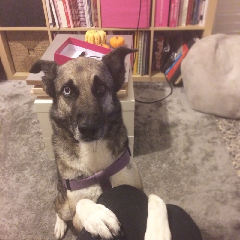Le journal de Kodah, croisé Husky Malinois