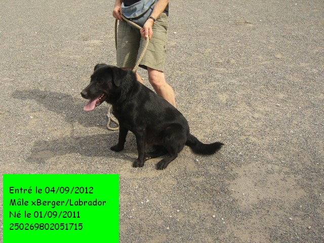  xBerger/Labrador noir 250269802051715 en CA le 22/09/2012 P1130838