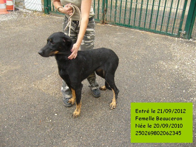 FALBALA xBeauceron 250269802062345 P1130913