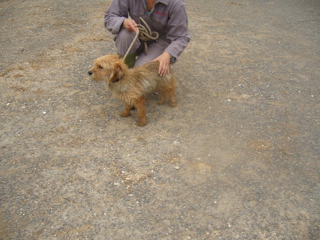 xCairn Terrier 250269802031247  P1140017