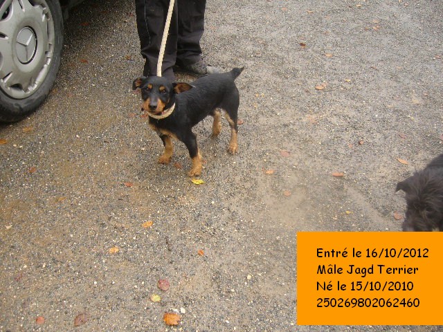 CHARLY Jagd Terrier noir/feu 250269802062460  P1140129
