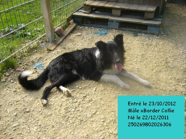 GYPSI xBorder Collie 250269802026306 en CA le 26/12/2012 P1140210