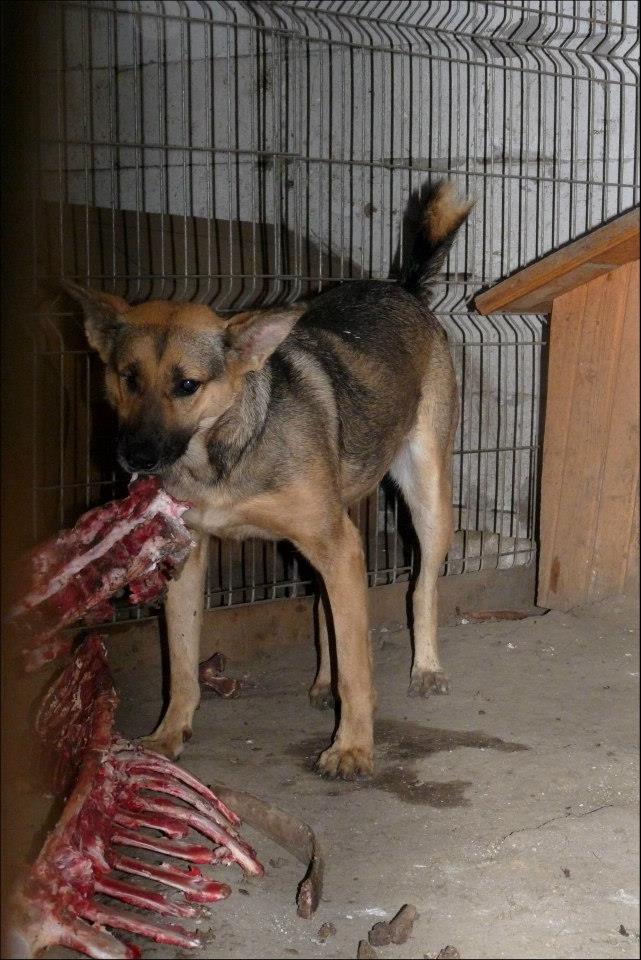 ALYSHA - ba 5 ans   (a perdu un oeil) (2 ans de refuge) Arche d'Eternité - Refuge Lenuta (Roumanie) Alisha10