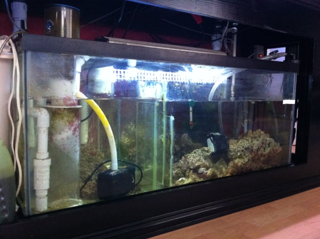 Sump/Refugium Design Img_2912