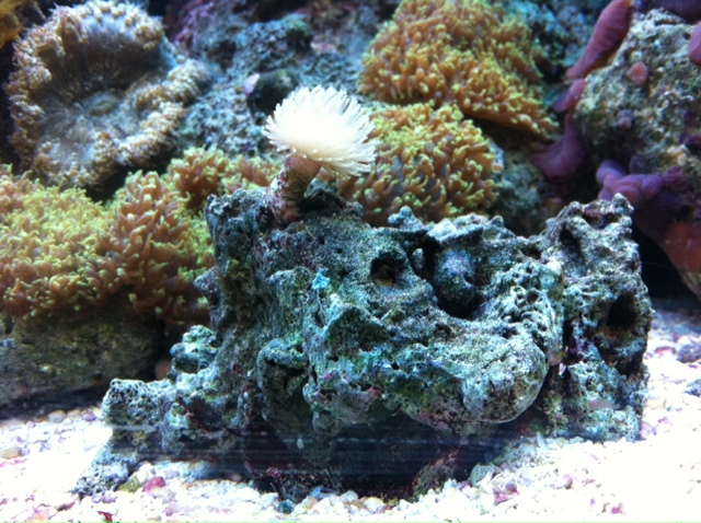 125 Gallon Mixed Reef Photo10