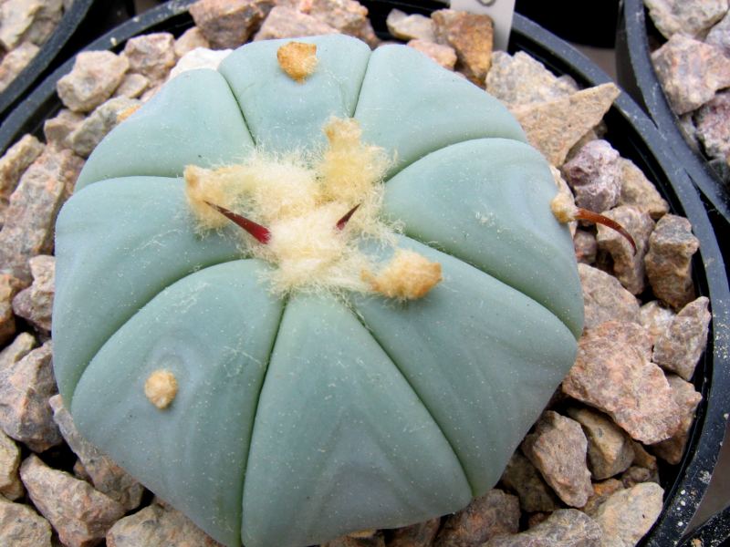 Echinocactus horizonthalonius im Bilde - Seite 2 Hajek015