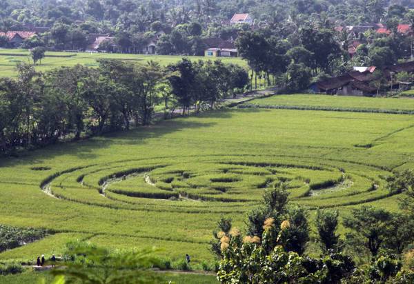 Indonesia: scoperto il primo cerchio nel grano 01101210