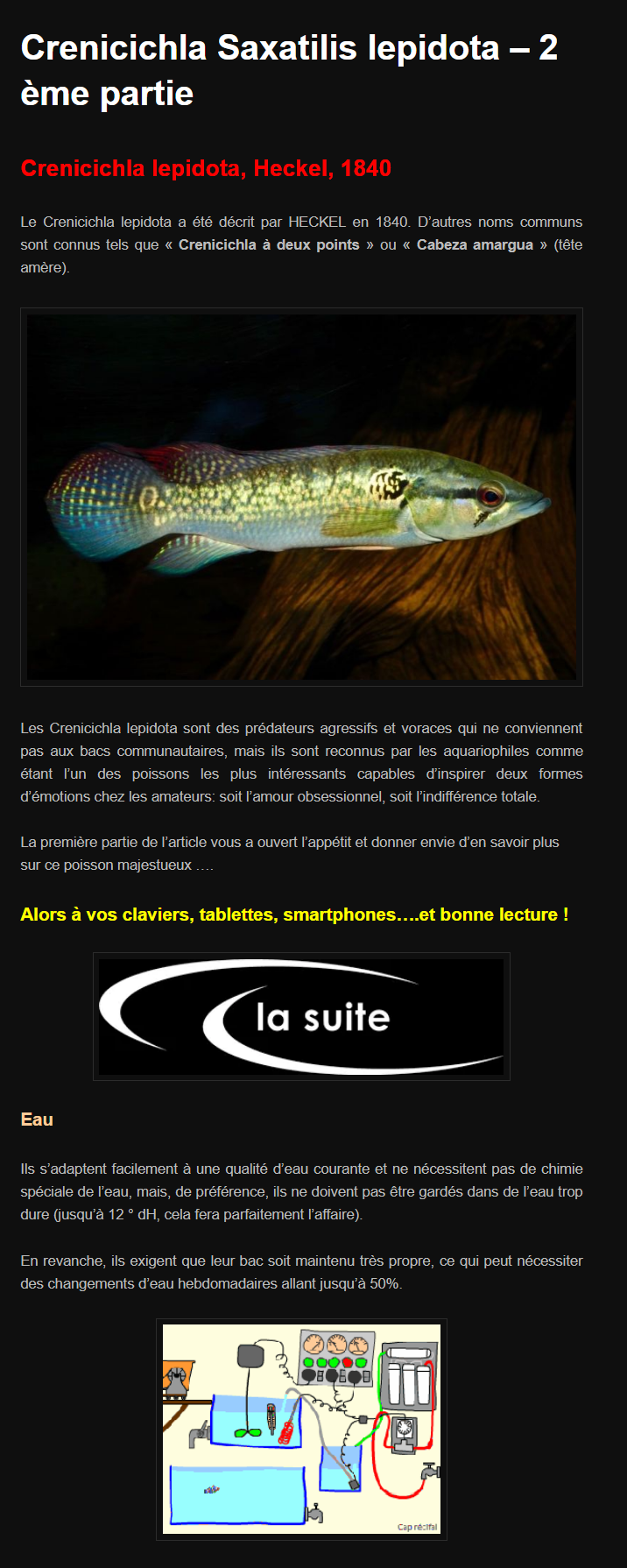 Les articles de "cichlidamerique.fr" - Page 7 Articl15