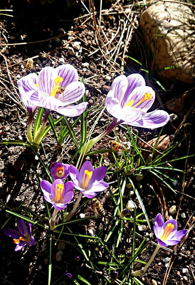 Erste Frühlingsboten im Garten und in Wald und Flur - Seite 17 Crocus13