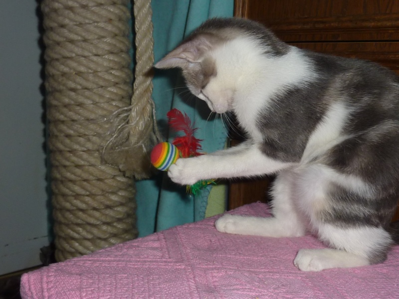 Jiji, femelle, 09.2014, silver tabby et blanche Chats_11