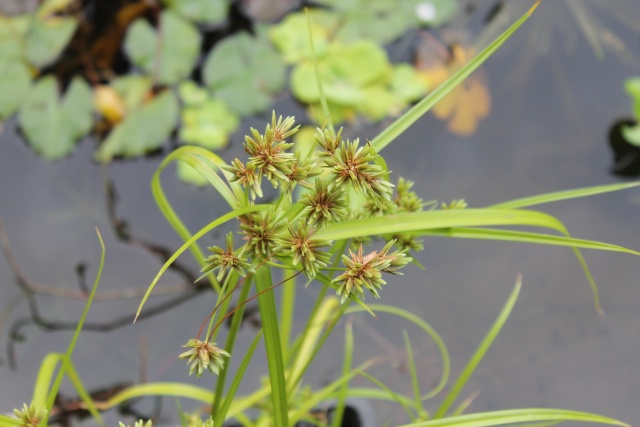 Les plantes aquatiques Img_1932