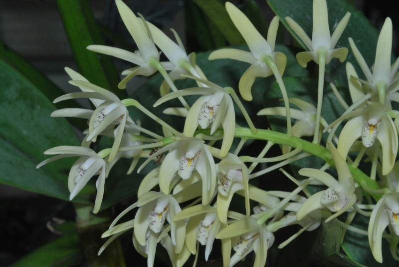 Dendrobium speciosum Dendro10