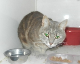 * CELESTE, européenne gris tabby, 5 ans - F 30b1010