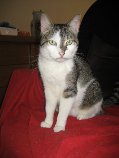 KITTY , européenne tigrée blanche , 7 ans , F  Getat256