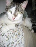 KITTY , européenne tigrée blanche , 7 ans , F  Getat260