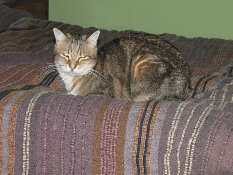 ( SAUVETAGE ) CANCOON , européen brun tabby , 7 ans , M  Img_2722