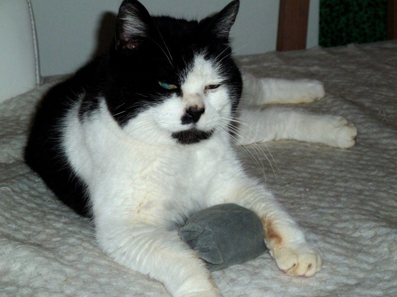 FÉLICIE , européenne noire et blanche , 6 ans , F  Img_2912