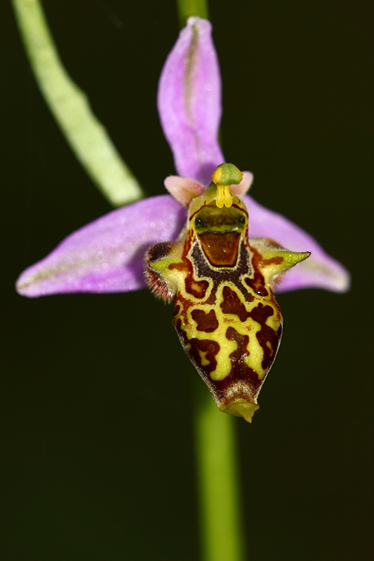 Ophrys phrygia  Img_0712