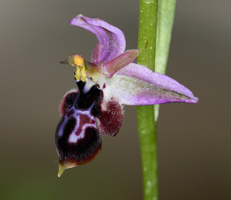 Ophrys straussii Img_0814