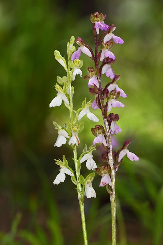 Orchis spitzelii Img_0910