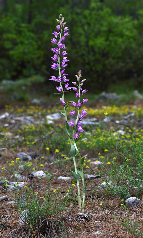 Cephalanthera kurdica (Cephalanthère kurde) Img_0913