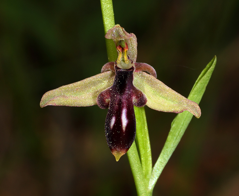 Ophrys cilicica Img_1010