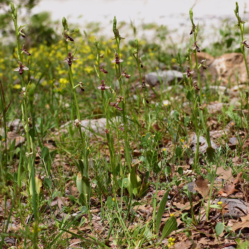 Ophrys cilicica Img_1013