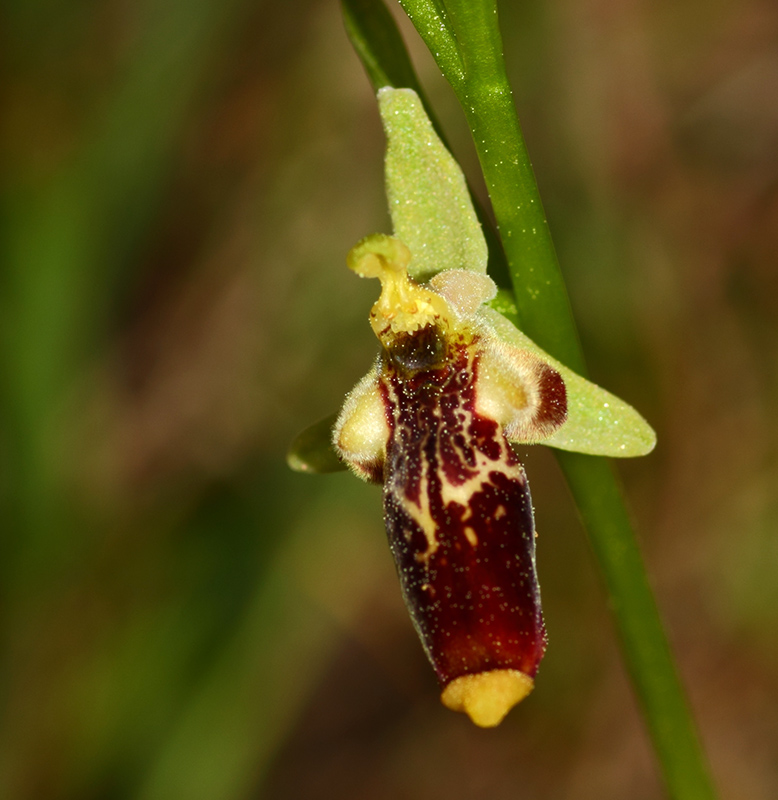 Ophrys isaura Img_1111
