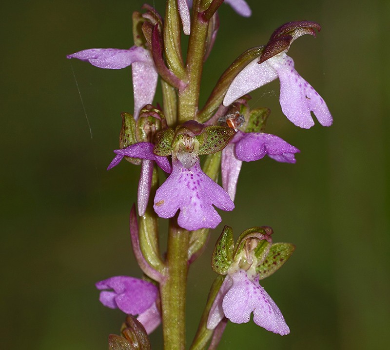Orchis spitzelii Orchis10