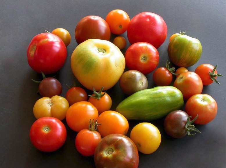 Tomates ... vous avez le choix en bio ... Je_man10