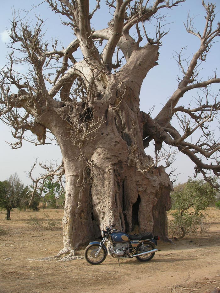 Moi, Môssieu j'ai été à la manif - Page 2 Baobab10