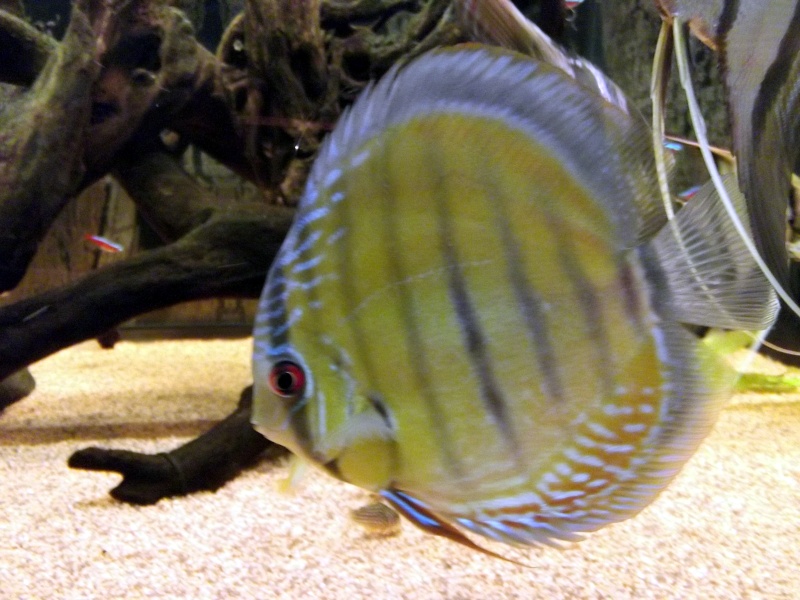 Mes discus sauvages 03_wil10