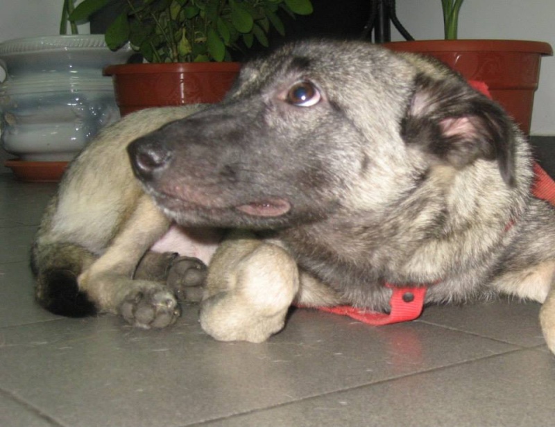 Tori, chienne de taille moyenne, née en juillet 2014  10419410