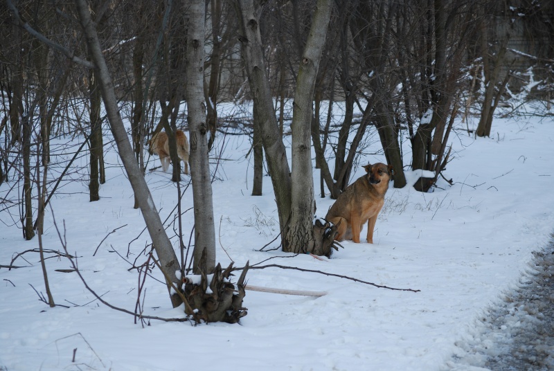 Refuge Dimanche 7 février 2015 Dsc_1223