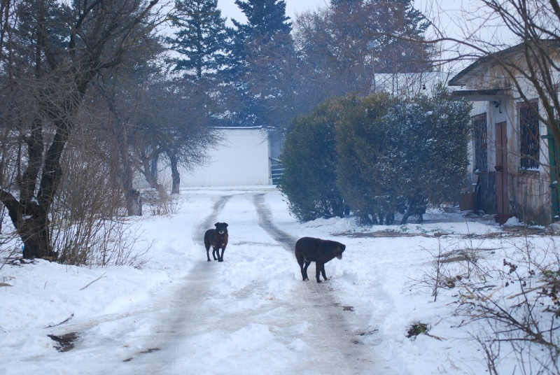 Refuge Dimanche 7 février 2015 Dsc_1224