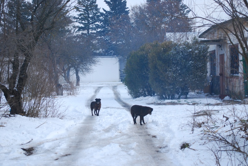 Refuge Dimanche 7 février 2015   Dsc_1224