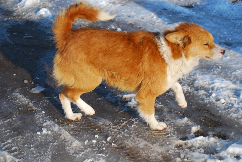 Mike, chien de taille moyenne, né en avril 2013 Dsc_1312