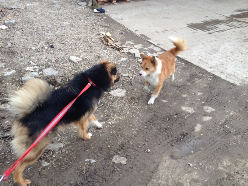 Les promenades des chiens au refuge... Photo_31