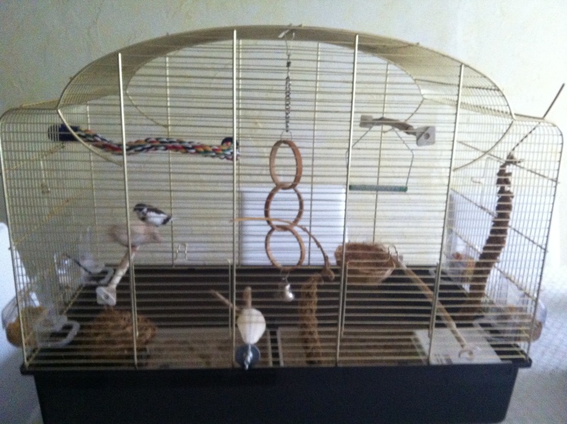 mes autres plumeaux  Cage_m10